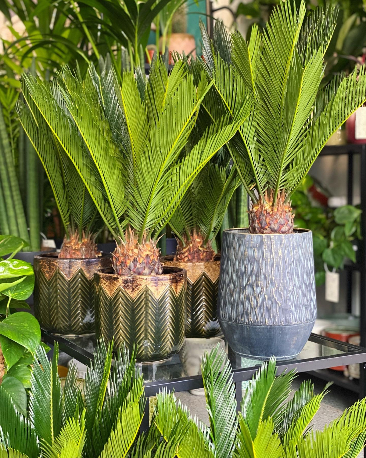 cycas revoluta